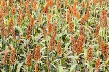 Toprağı işlenmiş bir tarlada yetişen olgun sorgum bitkilerinin yakın çekimleri. Yoğun kızıl kahverengi buğday başları hasat için hazır.