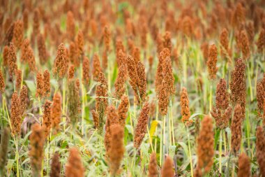 Toprağı işlenmiş bir tarlada yetişen olgun sorgum bitkilerinin yakın çekimleri. Yoğun kızıl kahverengi buğday başları hasat için hazır.