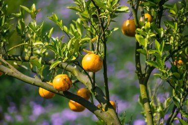 Bir daldaki altın portakallar: canlı, olgun portakallar yemyeşil yaprakların arasında cömertçe asılı duruyor, tazelik ve doğal dünyanın özünü çağrıştırıyor..