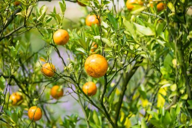 Golden Oranges on a Branch: Vibrant, ripe oranges hang bountifully from a branch amidst lush green leaves, evoking feelings of freshness and the essence of the natural world.