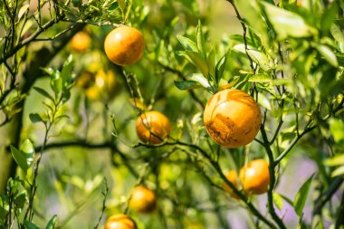Bir daldaki altın portakallar: canlı, olgun portakallar yemyeşil yaprakların arasında cömertçe asılı duruyor, tazelik ve doğal dünyanın özünü çağrıştırıyor..