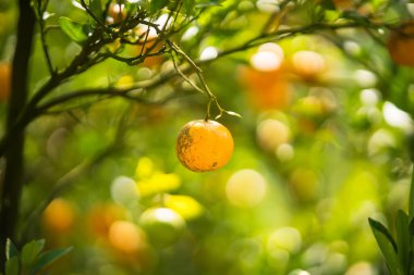 Bir daldaki altın portakallar: canlı, olgun portakallar yemyeşil yaprakların arasında cömertçe asılı duruyor, tazelik ve doğal dünyanın özünü çağrıştırıyor..