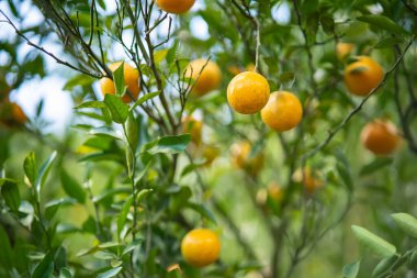 Bir daldaki altın portakallar: canlı, olgun portakallar yemyeşil yaprakların arasında cömertçe asılı duruyor, tazelik ve doğal dünyanın özünü çağrıştırıyor..