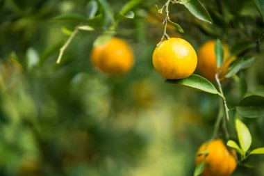 Bir daldaki altın portakallar: canlı, olgun portakallar yemyeşil yaprakların arasında cömertçe asılı duruyor, tazelik ve doğal dünyanın özünü çağrıştırıyor..