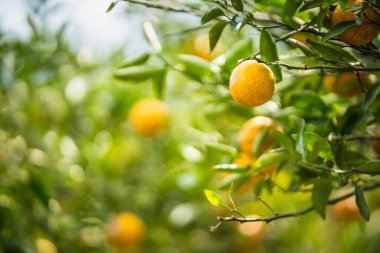 Bir daldaki altın portakallar: canlı, olgun portakallar yemyeşil yaprakların arasında cömertçe asılı duruyor, tazelik ve doğal dünyanın özünü çağrıştırıyor..