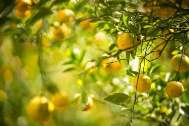 Bir daldaki altın portakallar: canlı, olgun portakallar yemyeşil yaprakların arasında cömertçe asılı duruyor, tazelik ve doğal dünyanın özünü çağrıştırıyor..