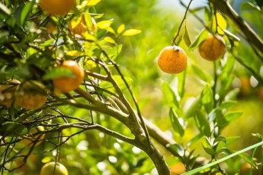 Bir daldaki altın portakallar: canlı, olgun portakallar yemyeşil yaprakların arasında cömertçe asılı duruyor, tazelik ve doğal dünyanın özünü çağrıştırıyor..