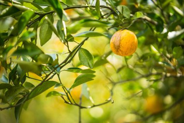 Bir daldaki altın portakallar: canlı, olgun portakallar yemyeşil yaprakların arasında cömertçe asılı duruyor, tazelik ve doğal dünyanın özünü çağrıştırıyor..