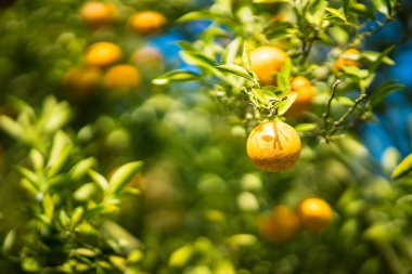 Bir daldaki altın portakallar: canlı, olgun portakallar yemyeşil yaprakların arasında cömertçe asılı duruyor, tazelik ve doğal dünyanın özünü çağrıştırıyor..