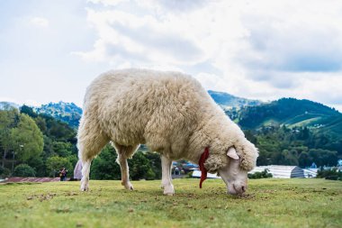 Kalın yünlü beyaz koyun, arka planda ağaçlar ve tepeler olan bir tarlada yeşil çimlerde otluyor.