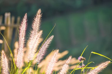 Yumuşak bir arka planı ve ahşap çit elementi olan, ılık güneş ışığında parlayan süslemeli ot dumanlarının yakın çekimi