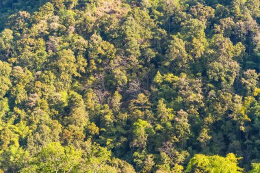Tepenin yamacında yoğun yeşil bir orman karışık ağaç türleri ve güneş ışığı tepe örtüsünden süzülüyor.