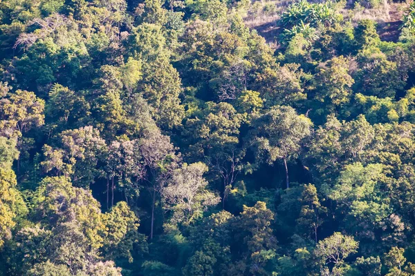 Tepenin yamacında yoğun yeşil bir orman karışık ağaç türleri ve güneş ışığı tepe örtüsünden süzülüyor.