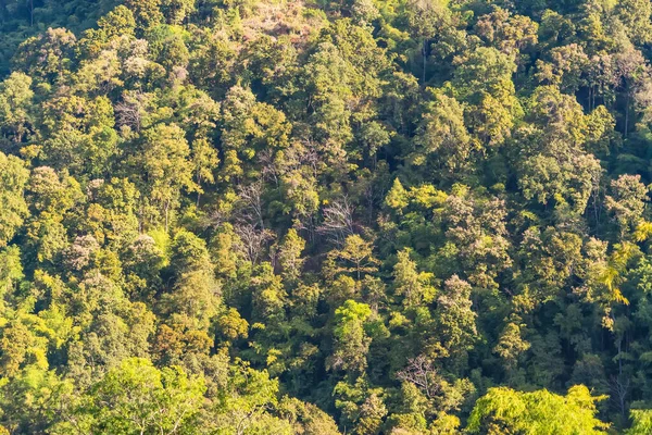 Tepenin yamacında yoğun yeşil bir orman karışık ağaç türleri ve güneş ışığı tepe örtüsünden süzülüyor.