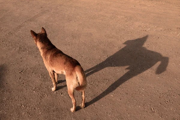 Ombra del cane al mattino — Foto Stock