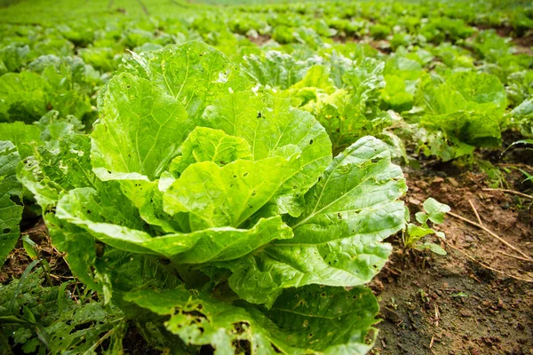 Planting organic cabbage — Stock Photo, Image