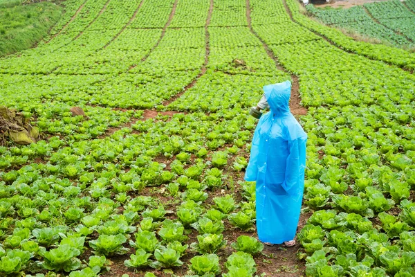 A young girl wearing a gas mask and rainwear on a farm of lettuce on a rainy day. — Stock Photo, Image