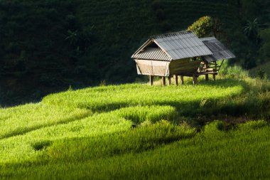 pirinç tarlaları yazlık