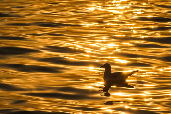 Seagull floating in the sea at sunset. — Stock Photo, Image
