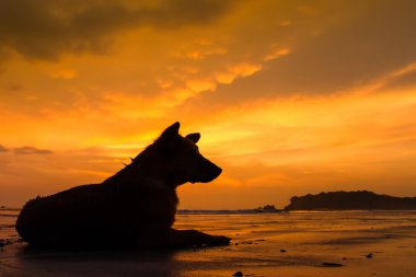 gün batımında sahilde köpekler