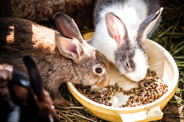 Coelhos comem no zoológico — Fotografia de Stock