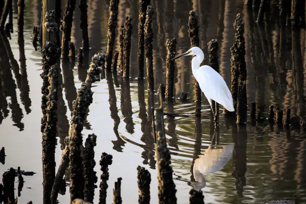 Branco Egret andando Pesca em um manguezal — Fotografia de Stock