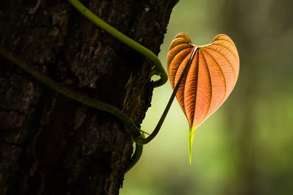 De hartvormige bladeren — Stockfoto
