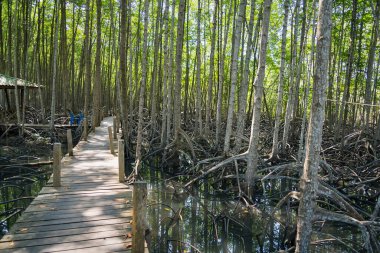 Mangrove Boardwalk Serenity: Huzurlu bir mangrov ormanının içinden geçen manzaralı bir patika, tente boyunca süzülen güneş ışığı, barışçıl ve sürükleyici bir deneyim yaratıyor.
