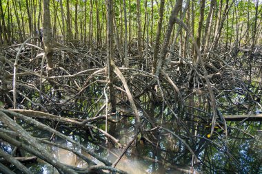Köklü Huzur: Karmaşık kök sistemlerine sahip sakin bir mangrov ağacı manzarası, doğanın esnekliğini ve ekosistemin huzurunu resmeden sakin bir ortamda gelişiyor.