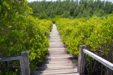 Mangrove Boardwalk Serenity: Huzurlu bir mangrov ormanının içinden geçen manzaralı bir patika, tente boyunca süzülen güneş ışığı, barışçıl ve sürükleyici bir deneyim yaratıyor.