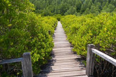 Mangrove Boardwalk Serenity: Huzurlu bir mangrov ormanının içinden geçen manzaralı bir patika, tente boyunca süzülen güneş ışığı, barışçıl ve sürükleyici bir deneyim yaratıyor.