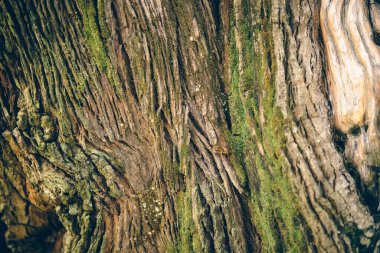 Yıpranmış ağaç gövdesinin dokulu kabuğunun detaylı bir yakın çekimi, karmaşık desenleri ve doğal detayları ortaya çıkarıyor..