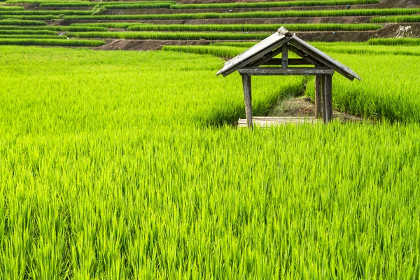 Cottage no meio de campos de arroz — Fotografia de Stock