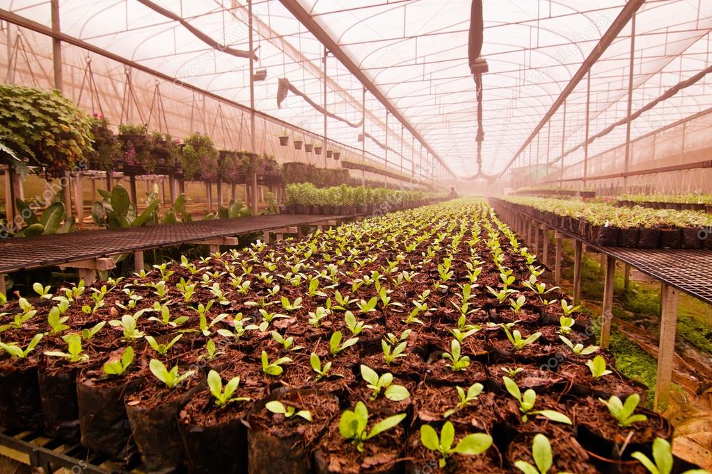 The Nursery tree seedlings