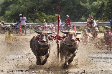 Çalışan Buffalo çamur üzerinde yarış