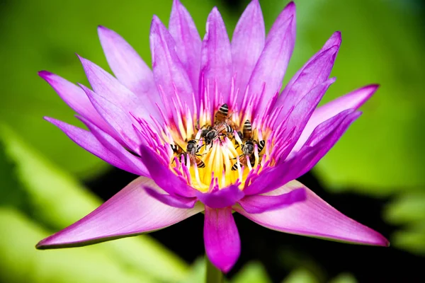 Bienenschwarm Lotusblüte am Morgen — Stockfoto