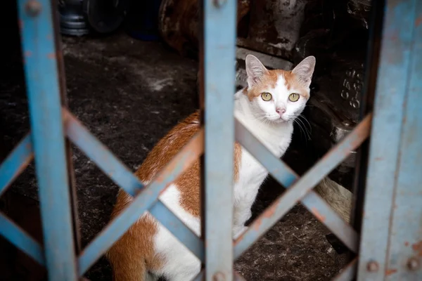 Gato na casa — Fotografia de Stock