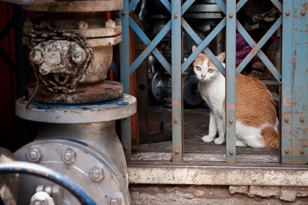 Кошка в доме — стоковое фото