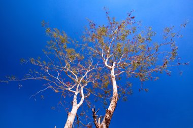 Mavi gökyüzü üzerinde iki ağaç