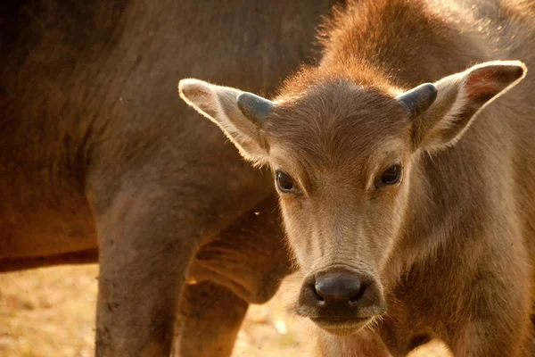 Calf with morning light — Stock Photo, Image