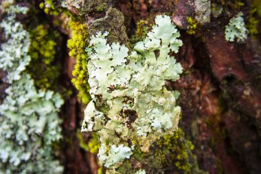 Beyaz Ferns ormandaki ağaç üzerinde.