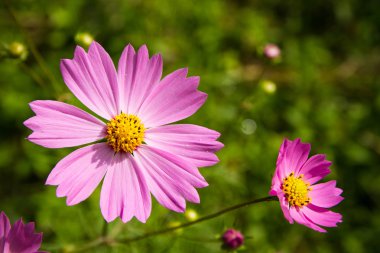 Sarı stamens ile pembe çiçekler