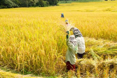 Çiftçilerin hasat pirinç tarlaları pirinç