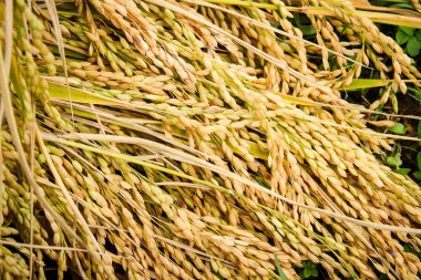 Yasemin pirinç tohumu sarı gıda için altın