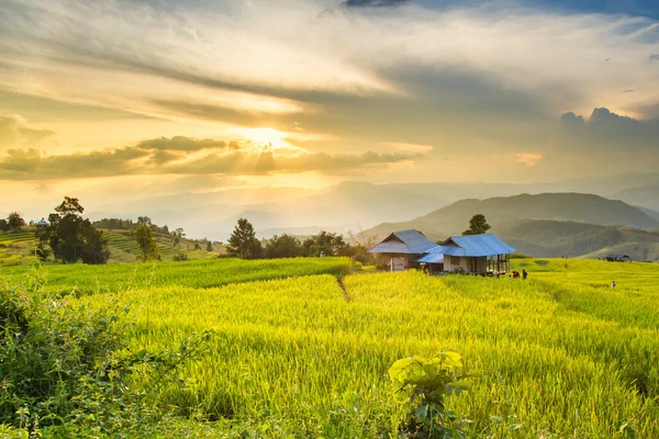 Golden rice fields in the Central Valley at sunset — Stock Photo, Image