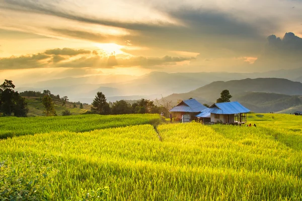 Golden rice fields in the Central Valley at sunset — Stock Photo, Image