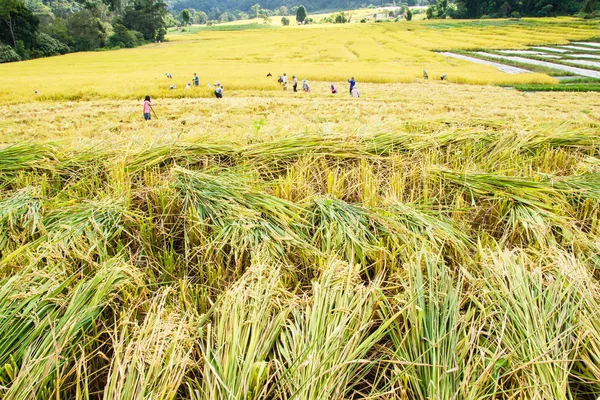Les agriculteurs récoltent le riz dans les rizières — Photo