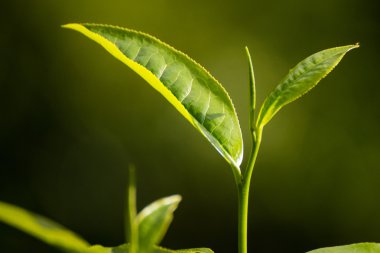 Bir çay plantasyon içinde üst kısmındaki yeşil çay yaprakları.