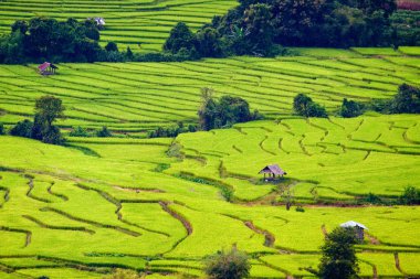 Yeşil pirinç tarlaları Central Valley.