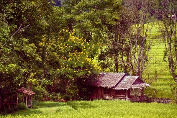 Campos de arroz verde no Vale Central . — Fotografia de Stock